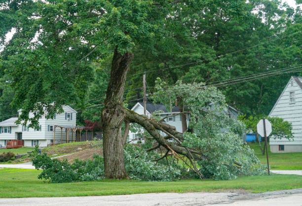 Professional Tree Services in West Sayville, NY